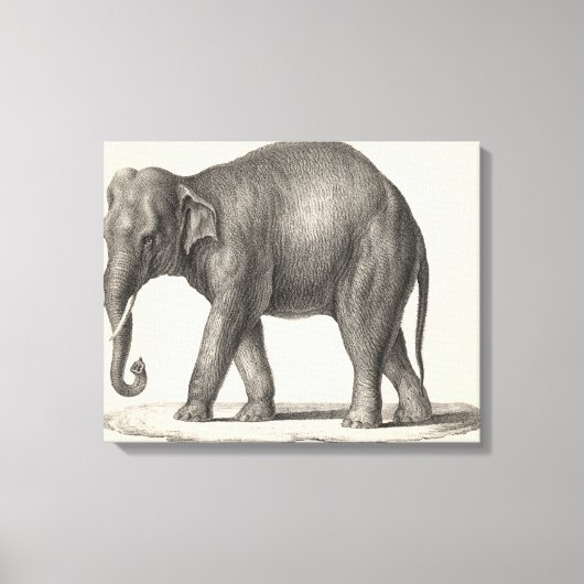 Brodtmann Elephant Sketch Leinwanddruck (Vorderseite)