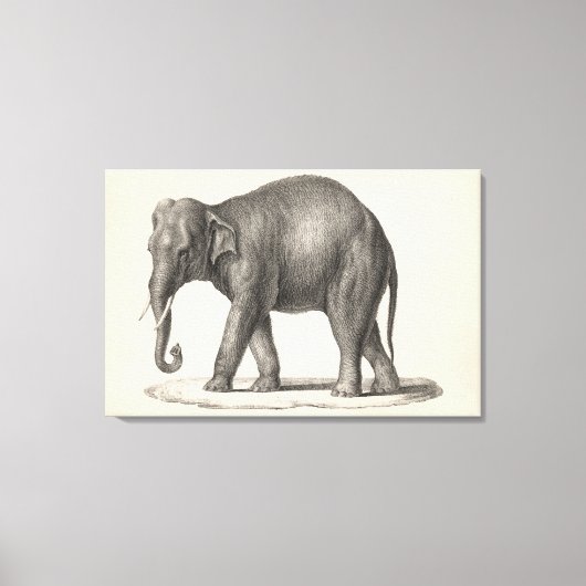 Brodtmann Elephant Sketch Leinwanddruck (Vorderseite)