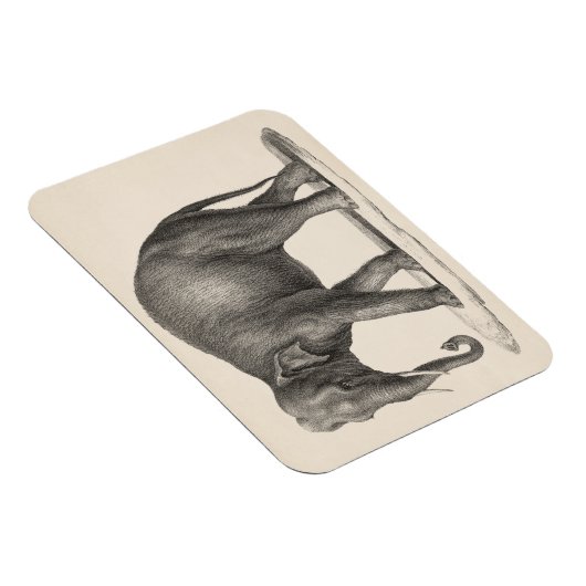 Brodtmann Elephant Sketch Magnet (Rechte Seite)