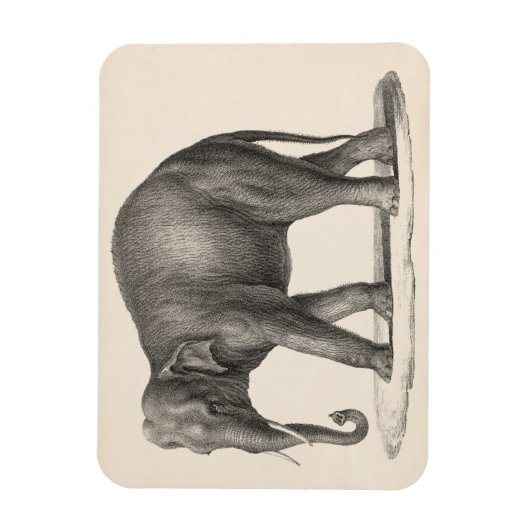 Brodtmann Elephant Sketch Magnet (Vertikal)