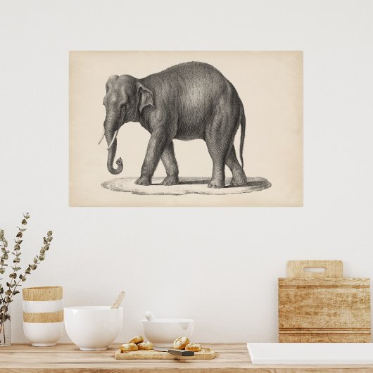 Brodtmann Elephant Sketch Poster (Küche)