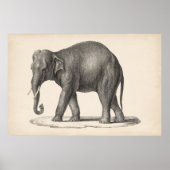 Brodtmann Elephant Sketch Poster (Vorne)