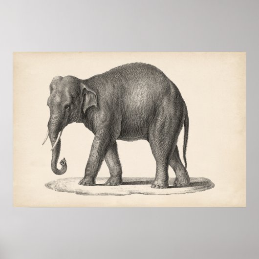 Brodtmann Elephant Sketch Poster (Vorne)