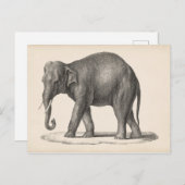 Brodtmann Elephant Sketch Postkarte (Vorne/Hinten)