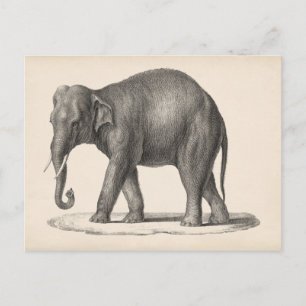 Brodtmann Elephant Sketch Postkarte
