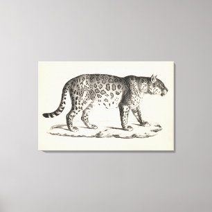 Brodtmann Leopard Sketch Leinwanddruck