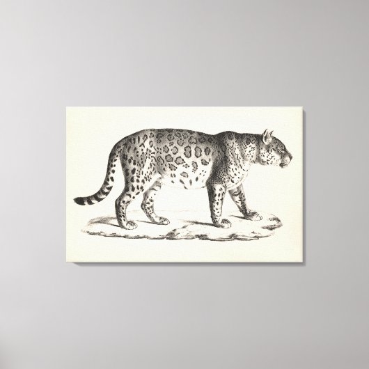 Brodtmann Leopard Sketch Leinwanddruck (Vorderseite)
