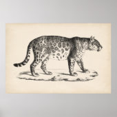 Brodtmann Leopard Sketch Poster (Vorne)