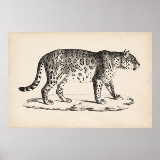 Brodtmann Leopard Sketch Poster (Vorne)