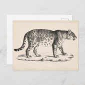 Brodtmann Leopard Sketch Postkarte (Vorne/Hinten)