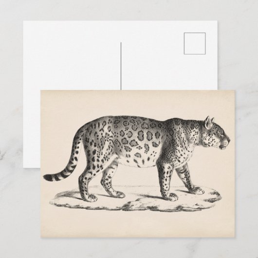 Brodtmann Leopard Sketch Postkarte (Vorne/Hinten)