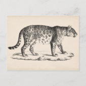 Brodtmann Leopard Sketch Postkarte (Vorderseite)