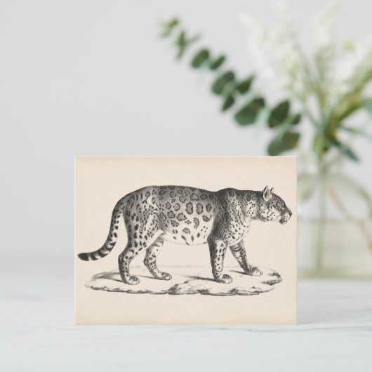 Brodtmann Leopard Sketch Postkarte (Stehend Vorderseite)