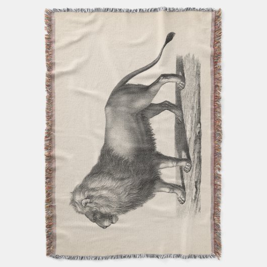 Brodtmann Lion Sketch Decke (Vorderseite Vertikal)