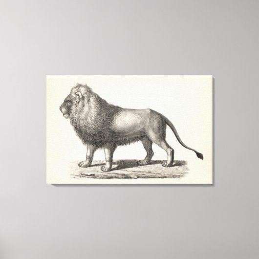 Brodtmann Lion Sketch Leinwanddruck (Vorderseite)