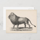 Brodtmann Lion Sketch Postkarte (Vorne/Hinten)