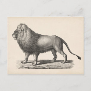 Brodtmann Lion Sketch Postkarte