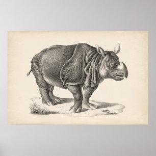 Brodtmann Rhinoceros Sketch Poster