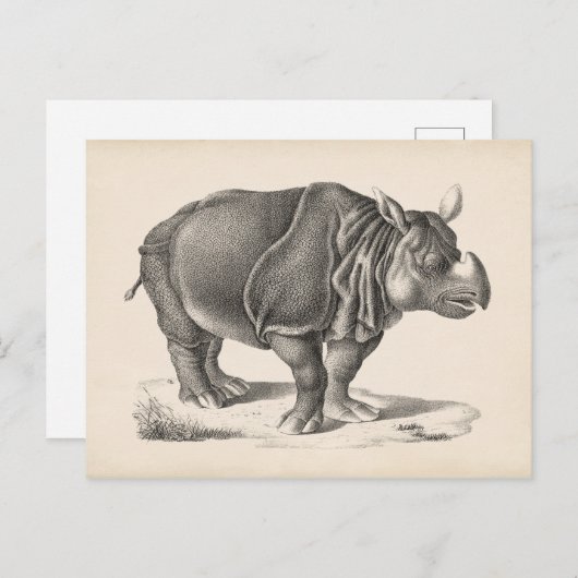 Brodtmann Rhinoceros Sketch Postkarte (Vorne/Hinten)