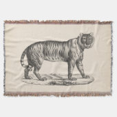 Brodtmann Tiger Sketch Decke (Vorderseite)