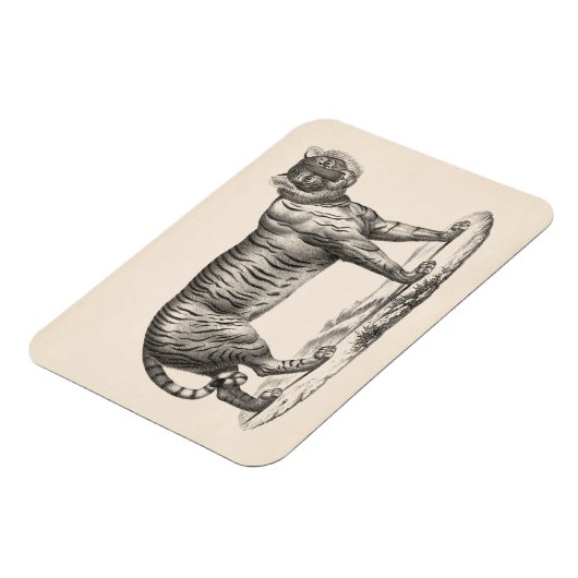 Brodtmann Tiger Sketch Magnet (Linke Seite)
