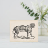 Brodtmann Tiger Sketch Postkarte (Stehend Vorderseite)