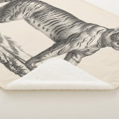 Brodtmann Tiger Sketch Sherpadecke (3/4)