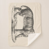 Brodtmann Tiger Sketch Sherpadecke (Vorderseite)