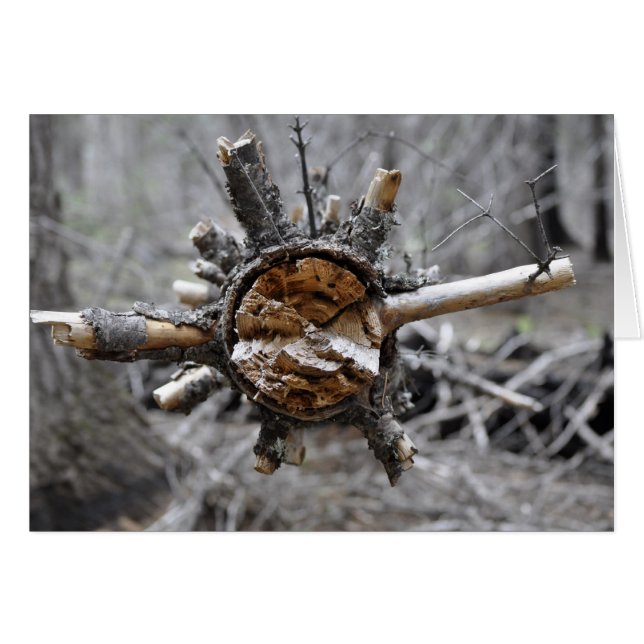 Broken Pine (Vorderseite (Horizontal))