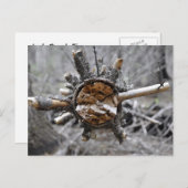 Broken Pine Postkarte (Vorne/Hinten)