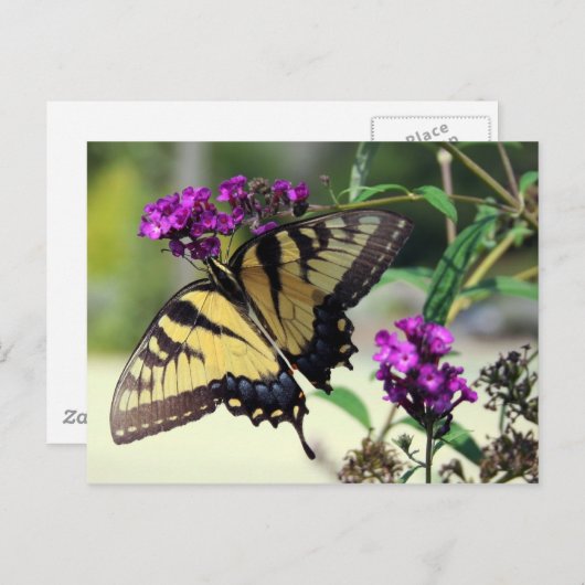 Broken Wing Postcard Postkarte (Vorne/Hinten)