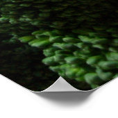 Brokkoli und Blumenkohl Poster (Ecke)