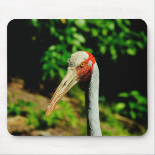 Brolga Vogelporträt Mousepad
