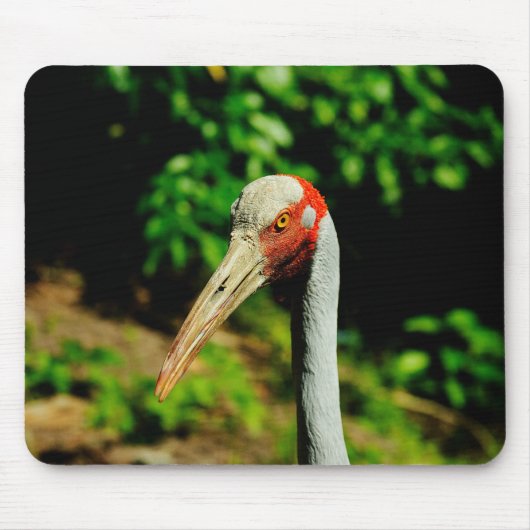 Brolga Vogelporträt Mousepad (Vorne)