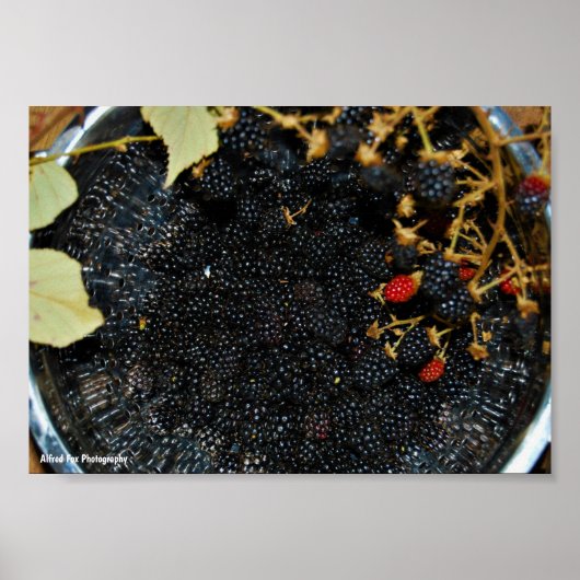 Brombeeren im Sieb Poster (Vorne)