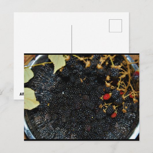 Brombeeren im Sieb Postkarte (Vorne/Hinten)