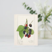 Brombeeren (Rubus subg. Rubus Watson) Frucht Postkarte (Stehend Vorderseite)