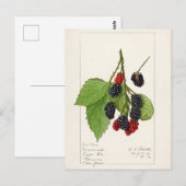 Brombeeren (Rubus subg. Rubus Watson) Frucht Postkarte (Vorne/Hinten)
