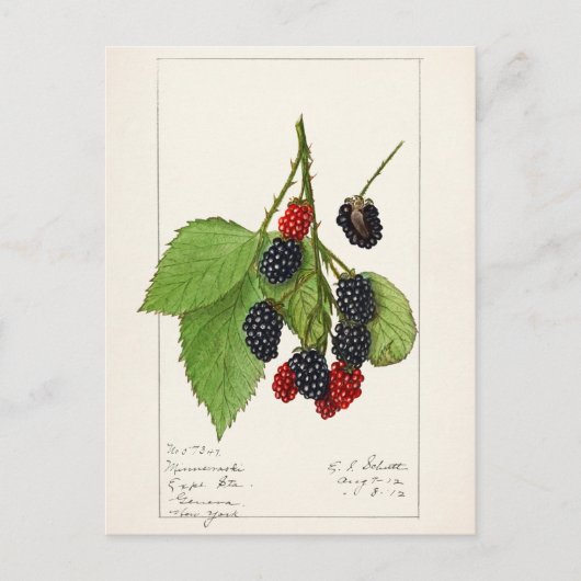 Brombeeren (Rubus subg. Rubus Watson) Frucht Postkarte (Vorderseite)