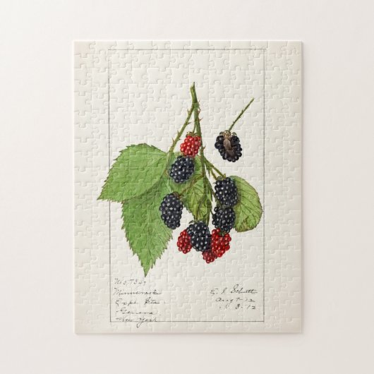 Brombeeren (Rubus subg. Rubus Watson) Frucht Puzzle (Vertikal)