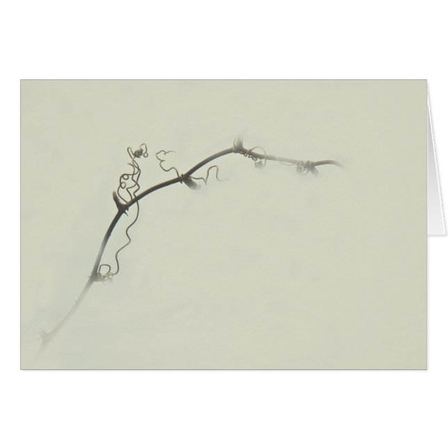 BrombeerstrauchTendrils im Nebel - Minimalismus (Vorderseite (Horizontal))