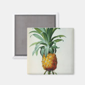 Bromelia Ananas von "Les Bromeliacees" Magnet (Vorderseite/Rückseite)
