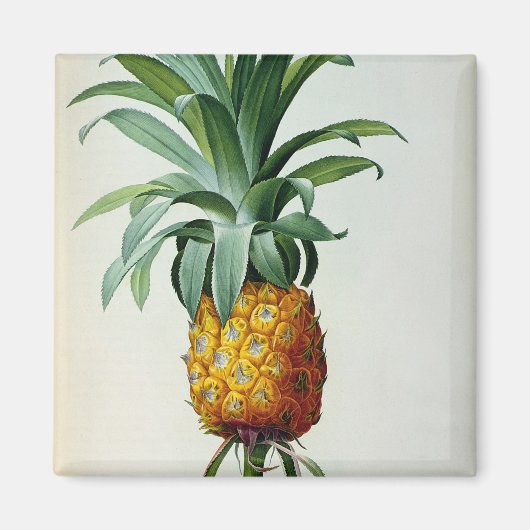 Bromelia Ananas von "Les Bromeliacees" Magnet (Vorne)