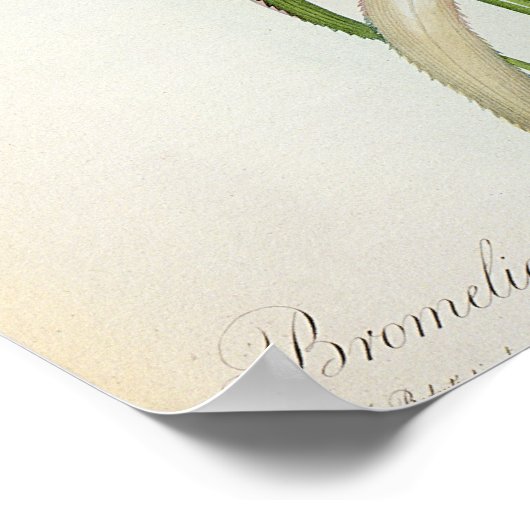 Bromelia Ananas von "Les Bromeliacees" Poster (Ecke)
