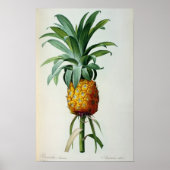 Bromelia Ananas von "Les Bromeliacees" Poster (Vorne)