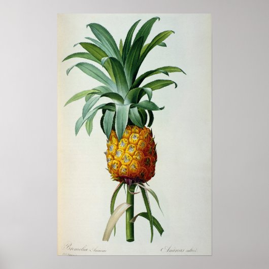 Bromelia Ananas von "Les Bromeliacees" Poster (Vorne)