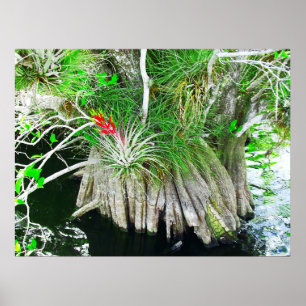 Bromeliad auf Mangrove, Florida Everglades Poster