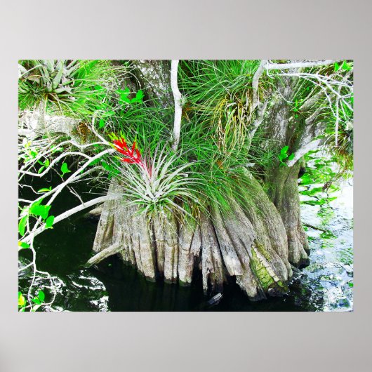 Bromeliad auf Mangrove, Florida Everglades Poster (Vorne)
