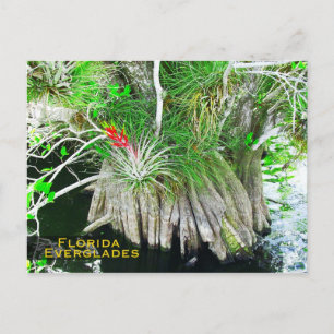 Bromeliad auf Mangrove, Florida Everglades Postkarte