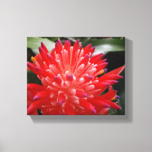 Bromeliad-Blume Leinwanddruck